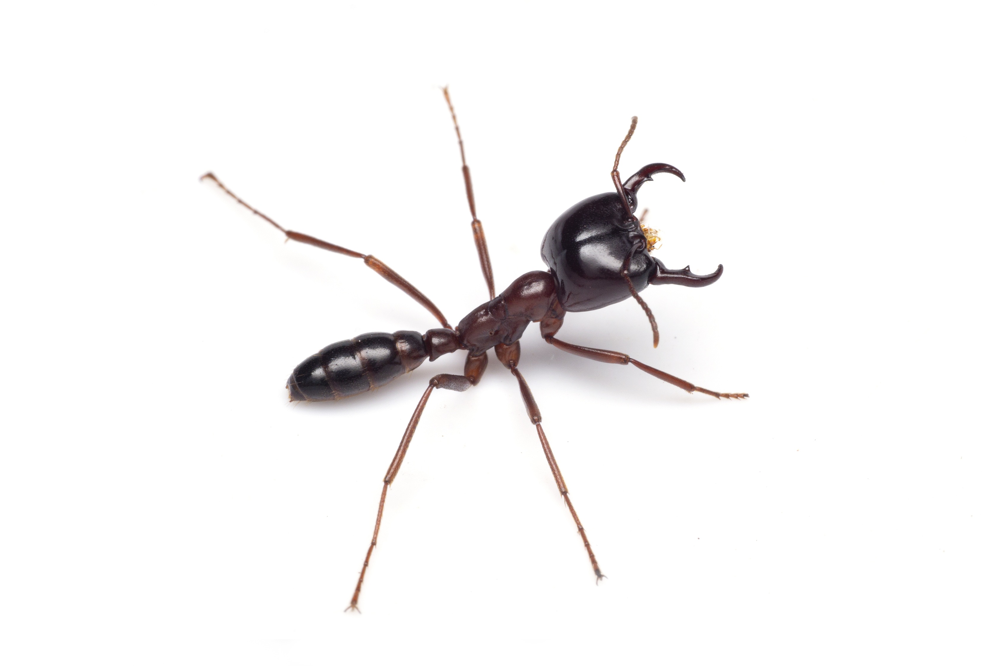 Tetramorium sp.1